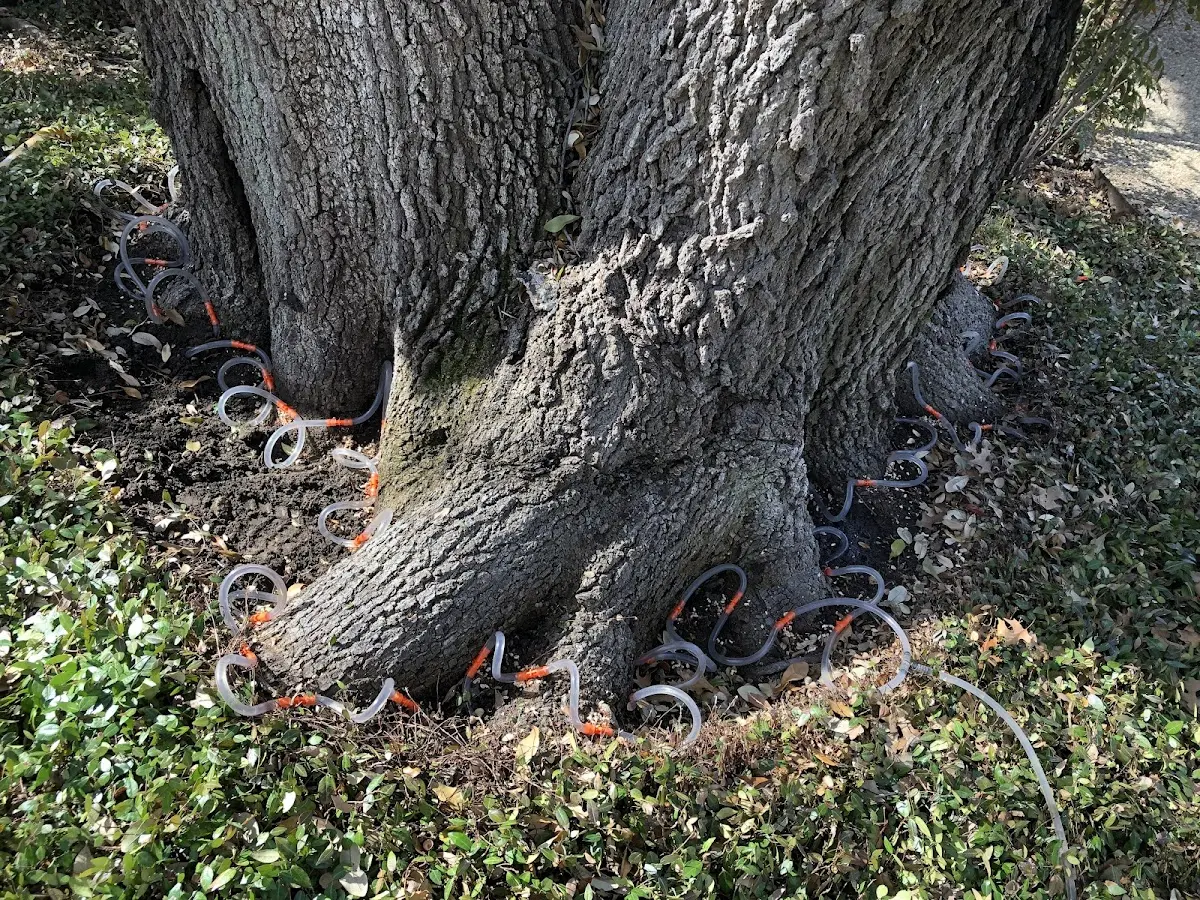 Detailed Tree Cabling and Bracing job site in Samnorwood